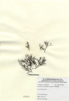 藏品(傘房龍鬚菜)的圖片